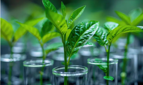 Biotechnology in Agriculture: Advancements, Benefits, and Future Trends biotechnology in agriculture